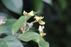 Xanthophyllum flavescens